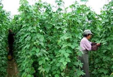 芸豆的种植间隔有多合适，什么时候种植最好？