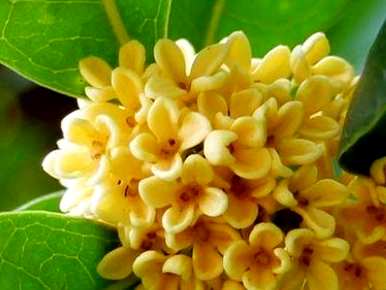 桂花怎么开花？桂花什么季节开花？