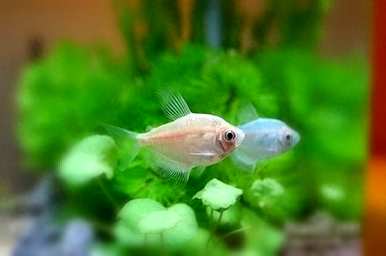 热带鱼的水温多少合适，斑马鱼的水温多少合适？