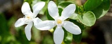 九里香的种植方法图，九里香适合在家种植吗？