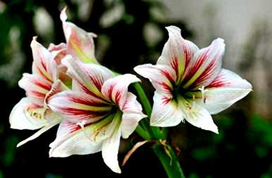 我的朱顶红只有叶子不开花。朱顶红不开花的原因是什么？