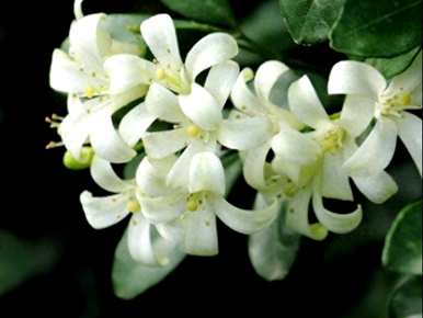 九里香的种植方法图，九里香适合在家种植吗？