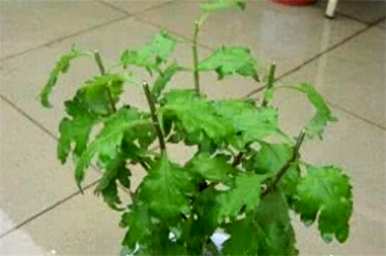 菊花能在五月修剪吗？菊花什么时候修剪最好？