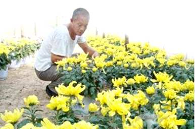 菊花能在五月修剪吗？菊花什么时候修剪最好？