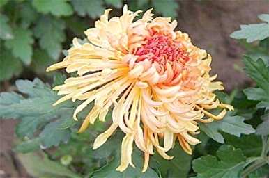 菊花能在五月修剪吗？菊花什么时候修剪最好？