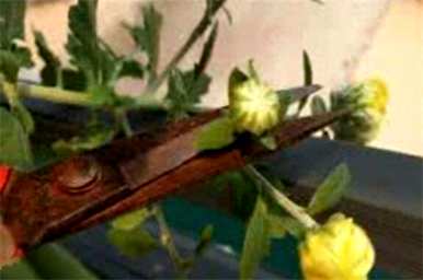菊花能在五月修剪吗？菊花什么时候修剪最好？