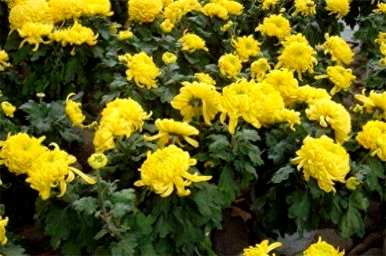 菊花能在五月修剪吗？菊花什么时候修剪最好？
