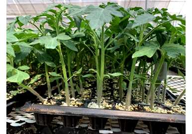 如何种植和管理番茄，如何种植和管理番茄