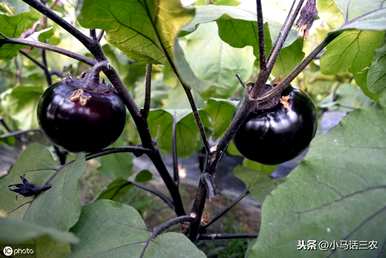 茄子怎样施肥才能高产，茄子怎样施肥才能高产？