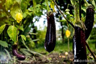 茄子怎样施肥才能高产，茄子怎样施肥才能高产？