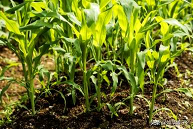 玉米种植管理技术、粘玉米种植管理技术