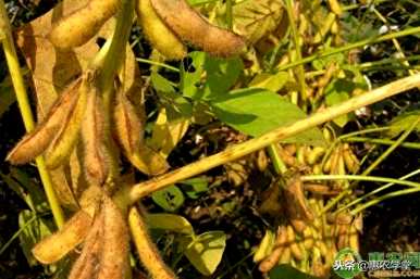 大豆怎么种才能高产？河南南阳哪种大豆高产？