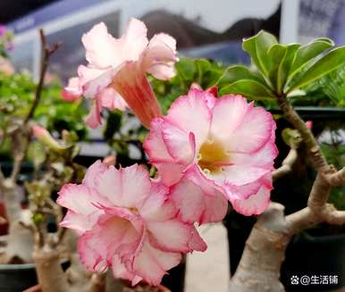 如何养新买的沙漠玫瑰，养沙漠玫瑰的技巧和扦插