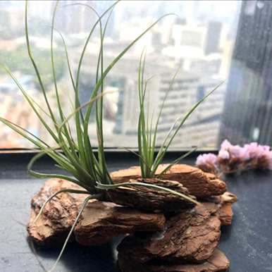 空气菠萝怎么养比较好，空气菠萝怎么养比较好