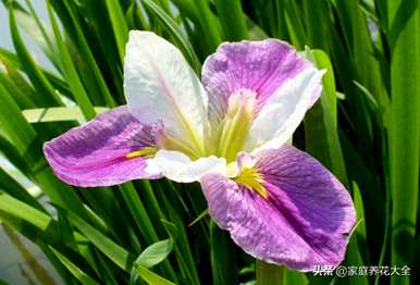 鸢尾花什么时候开花，广东鸢尾花开花？