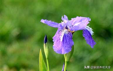 鸢尾花什么时候开花，广东鸢尾花开花？