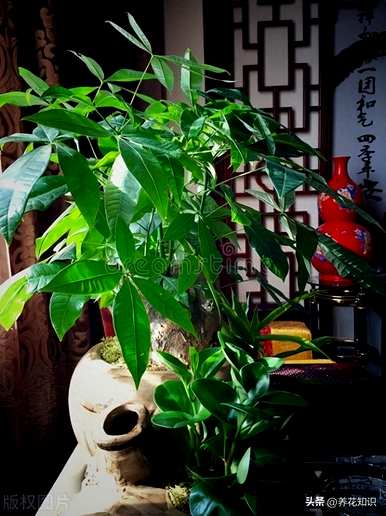 幸福树盆景养殖方法，如何养殖最好的幸福树