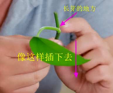 绿萝扦插成活率最高的方法，绿萝怎么扦插成活率最高？