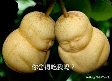 人参果苗只有几年才能结果，人参果种子种植几年才能结果