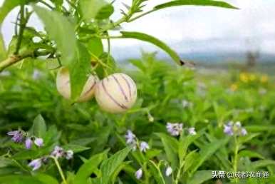 人参果苗只有几年才能结果，人参果种子种植几年才能结果