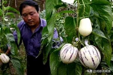人参果苗只有几年才能结果，人参果种子种植几年才能结果