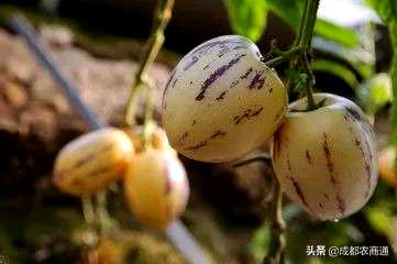 人参果苗只有几年才能结果，人参果种子种植几年才能结果