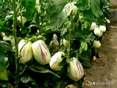 人参果苗只有几年才能结果，人参果种子种植几年才能结果