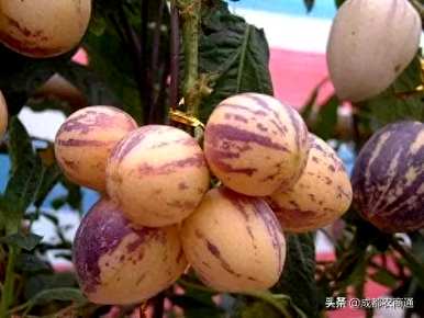 人参果苗只有几年才能结果，人参果种子种植几年才能结果