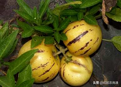 人参果苗只有几年才能结果，人参果种子种植几年才能结果