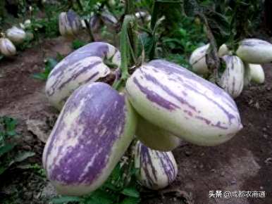 人参果苗只有几年才能结果，人参果种子种植几年才能结果