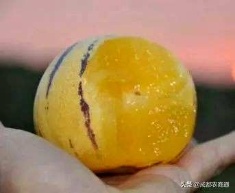 人参果苗只有几年才能结果，人参果种子种植几年才能结果