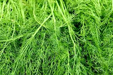 山西7月份能种什么蔬菜，7月份能种什么蔬菜？