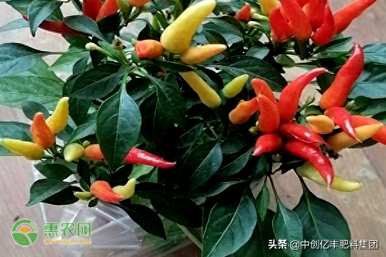 家里怎么种辣椒，种辣椒底肥什么肥？