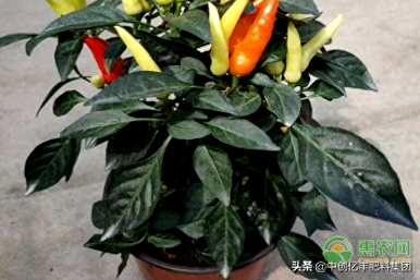 家里怎么种辣椒，种辣椒底肥什么肥？