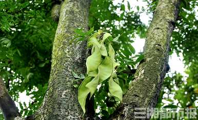 什么树被称为植物熊猫？植物熊猫是指什么树？