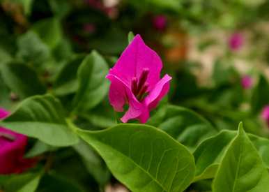 院子里好养的花四季开花，家里养什么花？