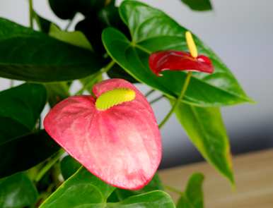 院子里好养的花四季开花，家里养什么花？