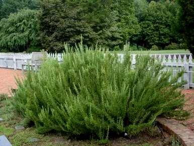 室内盆栽驱蚊植物，家里养什么植物驱虫？