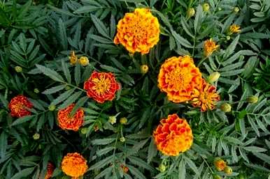 室内盆栽驱蚊植物，家里养什么植物驱虫？