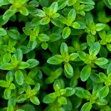室内盆栽驱蚊植物，家里养什么植物驱虫？