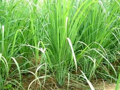 室内盆栽驱蚊植物，家里养什么植物驱虫？