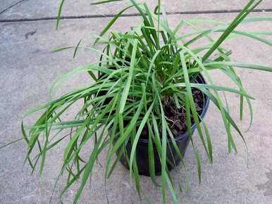 室内盆栽驱蚊植物，家里养什么植物驱虫？