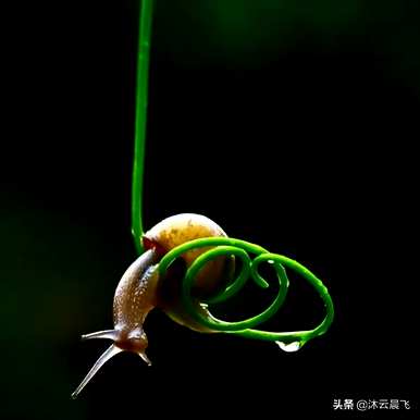蜗牛的种类用汉字表示，蜗牛的种类是什么？