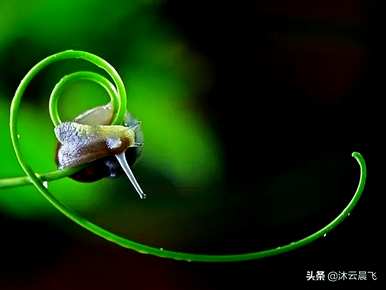 蜗牛的种类用汉字表示，蜗牛的种类是什么？