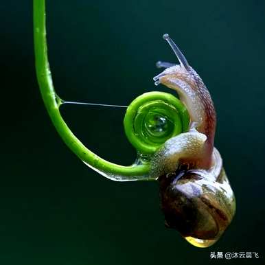 蜗牛的种类用汉字表示，蜗牛的种类是什么？