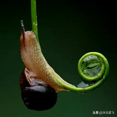 蜗牛的种类用汉字表示，蜗牛的种类是什么？