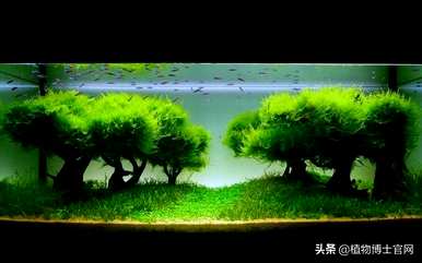 莫斯水草爆缸养，莫斯水草好养吗？怎么能让它爆缸？