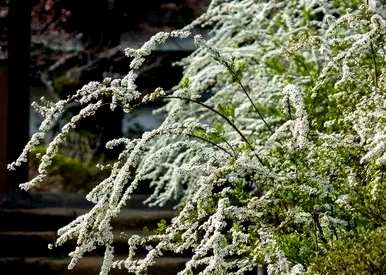 雪柳枝水培花，雪柳枝怎么养？