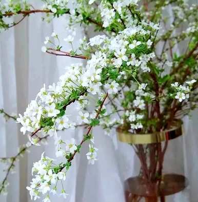 雪柳枝水培花，雪柳枝怎么养？