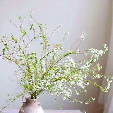 雪柳枝水培花，雪柳枝怎么养？